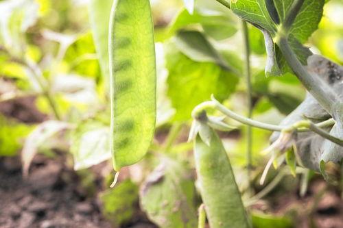 黄瓜嫁接技术完整视频