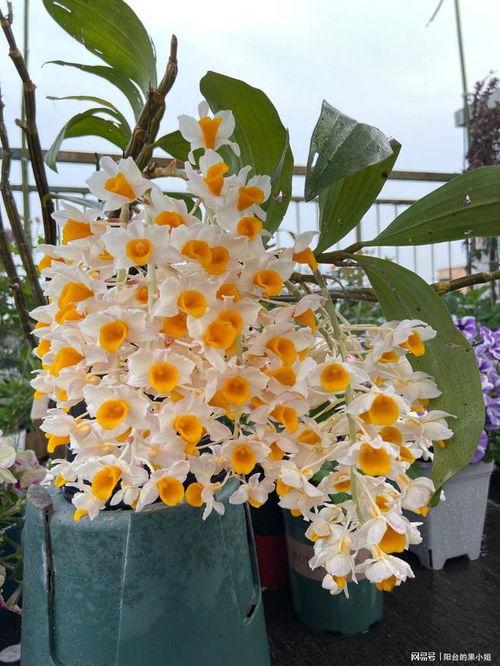 石斛种植视频,从播种到收获的绿色之旅