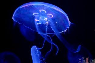 养水母视频,从视频看海洋生物的奇妙世界