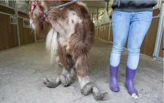 虐矮马视频,道德底线何在？