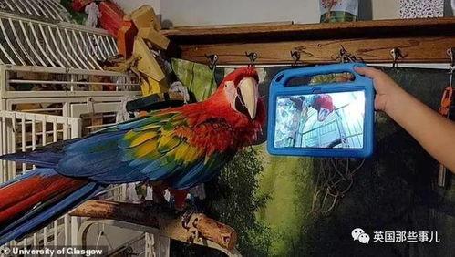 杀鹦鹉视频,杀鹦鹉视频引发的伦理争议