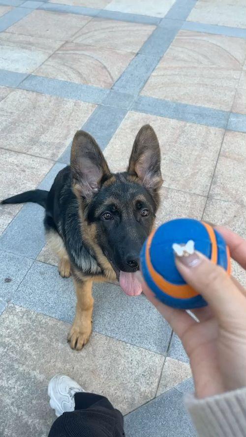 六个月德牧视频,从幼崽到小勇士的蜕变之旅