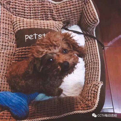 各种狗的视频,视频里的萌宠瞬间大盘点