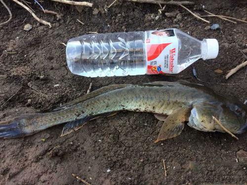 钓沙光鱼技巧视频,视频教程助你一网打尽