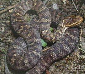 中国十大毒蛇视频,视频带你直击惊险瞬间