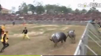 斗牛惨死视频,生命尊严的残酷考验