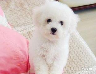 比熊小视频,萌宠日常，温馨瞬间大盘点