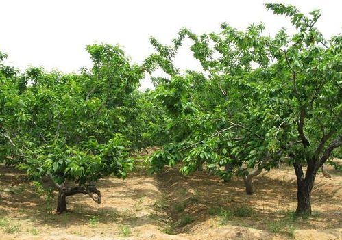 樱桃树的管理技术视频,樱桃树高效管理技巧解析