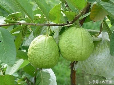 番石榴管理技术视频,视频教程深度解析