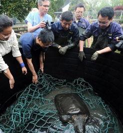 动物人工授精视频,动物人工授精技术实操视频解析