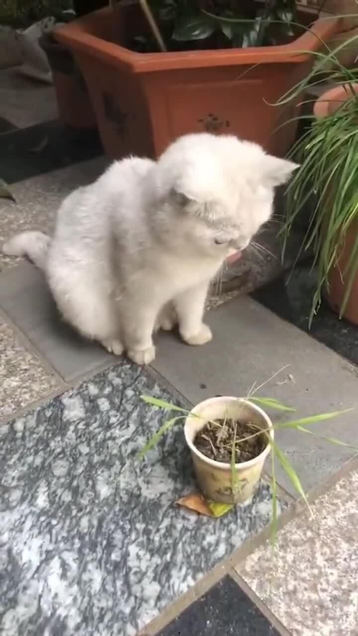 猫咪吐毛球视频,毛球形成与排出大揭秘